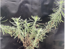 Лаванда Узколистная