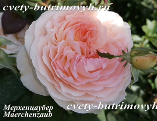 Розы Флорибунда - сорт Мерхенцаубер (Maerchenzauber), купить саженцы ...