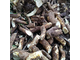 Девясил индийский (Inula racemosa) корень, 2 г - 100% натуральное эфирное масло