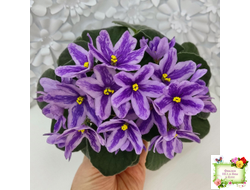 DS-Лавандовая Сказка (Dimetris) химера (укоренённый пасынок)