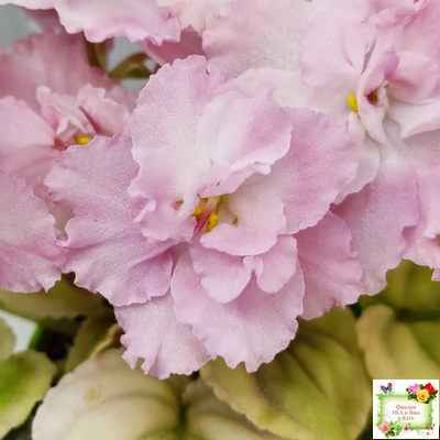 РС-Утренний Пляж (С. Репкина) 2020 г. (клакамас с кроновой пестролистностью)