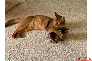 Сомалийская кошка и малыш