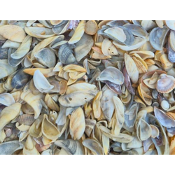 Каспийская морская ракушка