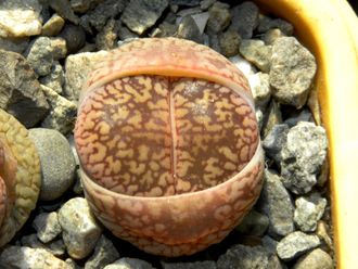 Lithops aucampiae Soetmelksvlei (MG-1541.994)