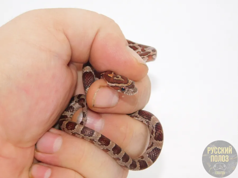 Маисовый полоз, Pantherophis guttatus, Normal