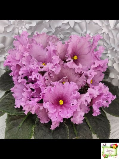 НК-Фанфан Тюльпан (Н.Козак) 2018 г. (лонг листва)