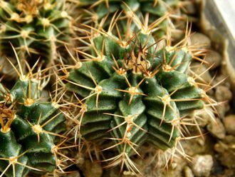 Gymnocalycium friedrichii (D=20-25mm)