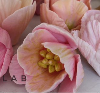 ТЮЛЬПАН РАСКРЫТЫЙ