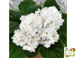 Свадебный Букет (К. Морев)