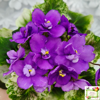 АВ-Корзиночка с Ежевикой (Фиалковод) 2021 г. (гёрл-листья с кроновой пестролистностью)