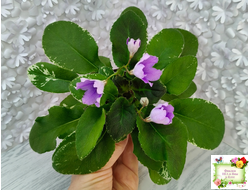 LV-Птичка, Лети! (Л. Шевелева) (лист посажен 21.10.25)