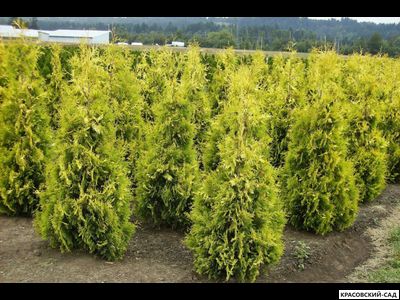 Туя Елоу Риббон