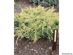 Можжевельник средний Голд Стар с доставкой по Москве в питомнике красовский-сад.рф