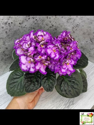 Lyon&#039;s Pirate&#039;s Treasure (S. Sorano) (8529) 11/09/1996