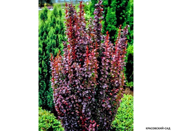 Барбарис Тунберга Red Pillar