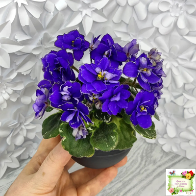 Star Wars (Baker) (пестролистный гёрл)