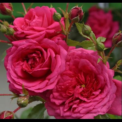 Лагуна(Laguna)