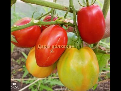 Томат Дары волхвов