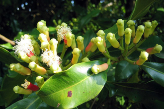 Гвоздика (Eugenia caryophyllata), бутоны (5 мл) - 100% натуральное эфирное масло