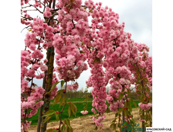 Вишня Кику-Шидаре - Kiku-Shidare