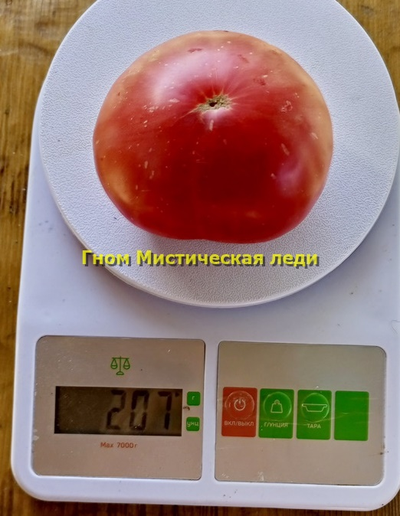 Томат Таинственная леди Dwarf Mystic Lady, Мистическая леди)