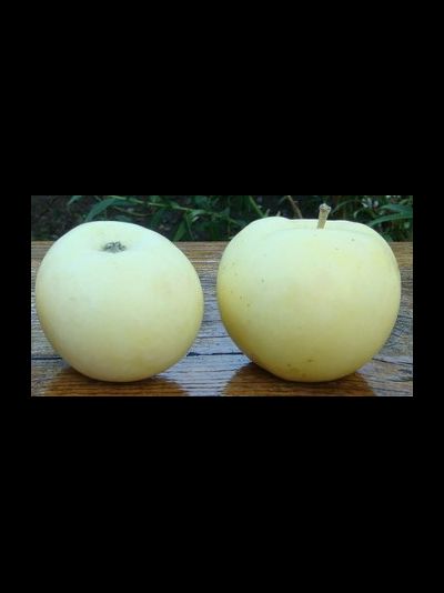 Папировка (яблоня)