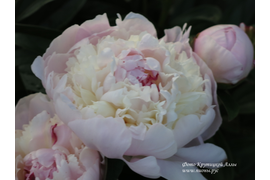 Цветение пионов 2019 году