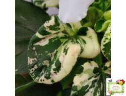 LV-Девятый Вал (Л. Шевелева) 2024 г. трейлер (2 листа с детками укор. в 1 стак.)