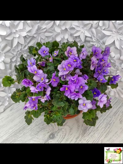 Skagit Victory Trails (W. Lindstrom)  (5659) 01/30/1984 трейлер