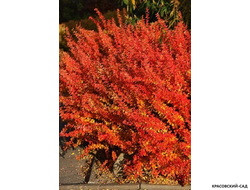 Барбарис Тунберга Orange dream - фото в саду - красовский-сад.рф