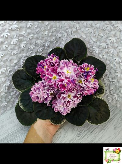 ТФ-Confetti (Т. Фурлетова) 2024 г.