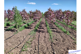 Полив капельной трубкой