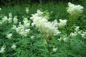 Гидролат Таволги, Лабазника Filipendula ulmaria (цветущие побеги) 100 мл