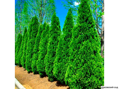 Туя Смарагд - Smaragd