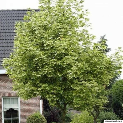 Клен остролистный Друммонди - Drummondii