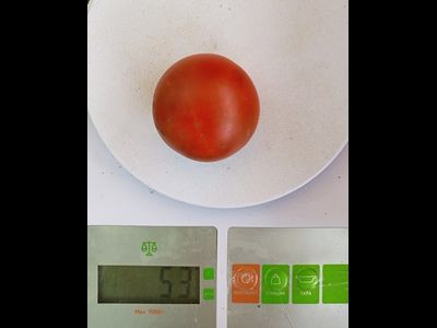 Томат Гном Бандаберг Рамболл (Dwarf Bundaberg Rumball)