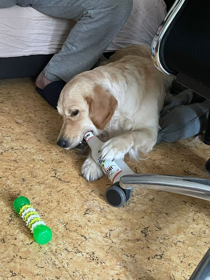 Фанни (Русское Золото Ясмин Тиффани), 1 год