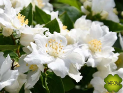 Чубушник (Жасмин) "ДАМ БЛАНШ" (НИЗКОРОСЛЫЙ, ЗЕМЛЯНИЧНЫЙ АРОМАТ) саженец 80-90 см