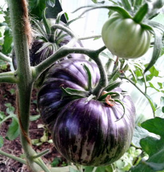 Семена томата Бифштекс Марши