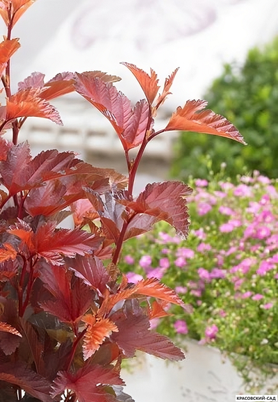 Пузыреплодник калинолистный Литтл Энджел купить в Красовский-сад.рф в Москве