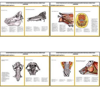 Плакаты ПРОФТЕХ "Топограф. анатомия. Свинья. Голова и шея" (11 пл, винил, 70х100)
