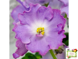 АВ-Девочка с Севера (Фиалковод) 2021 г.