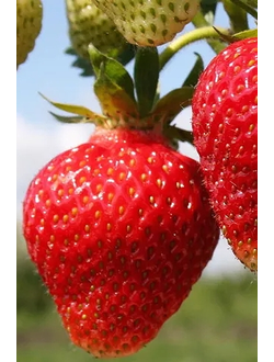 Фестивальная ромашка