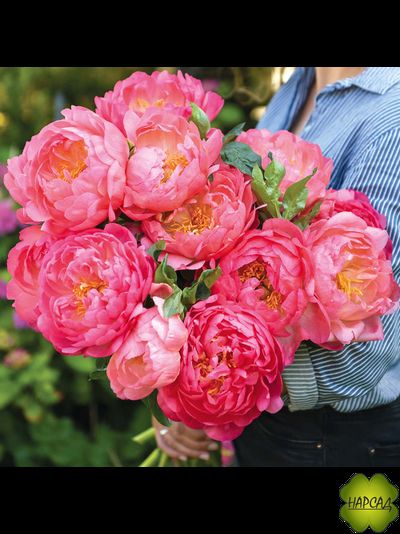 ПИОН ДРЕВОВИДНЫЙ "ПИНК ГАВАЙАН КОРАЛ" (ДЛЯ СРЕЗКИ)