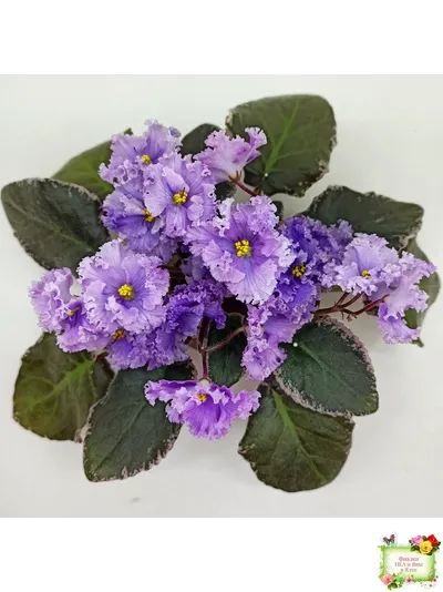 Н-Озёрный Край (Н. Бердникова) 2018