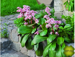 БАДАН СЕРДЦЕЛИСТНЫЙ