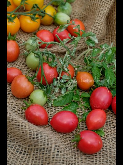 Томат Морозный водопад - Шимофури (Shimofuri), 10 шт