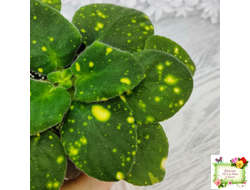 ШН-Космическая Фея (Н. Шушакова) 2019 г.