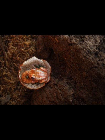 Кольцо с лягушкой "Принцесса Тыковка, наследница Урожайных Полей"