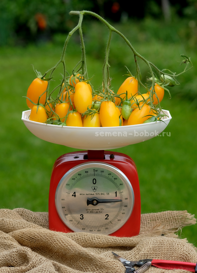 Томат Нежность, 10 шт